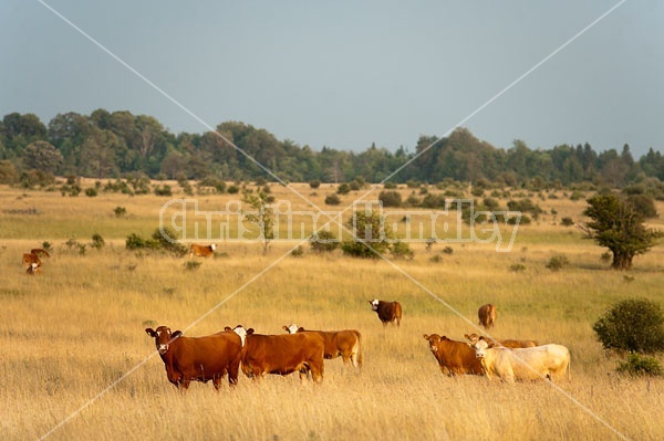 Beef Cattle