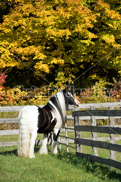 Gypsy Vanner horse