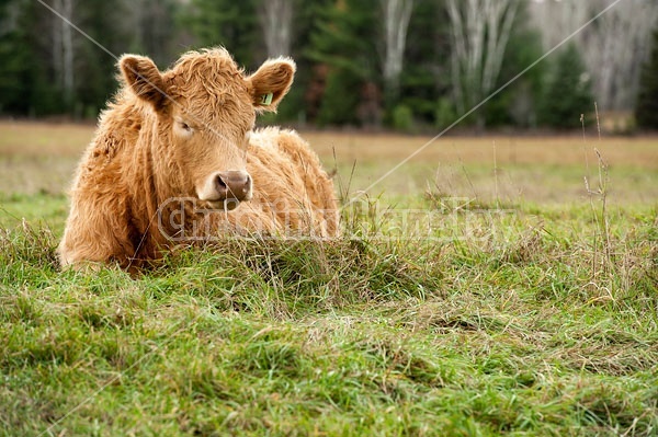 Beef Calf