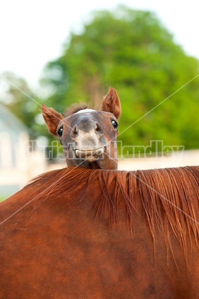 quarter horse foal