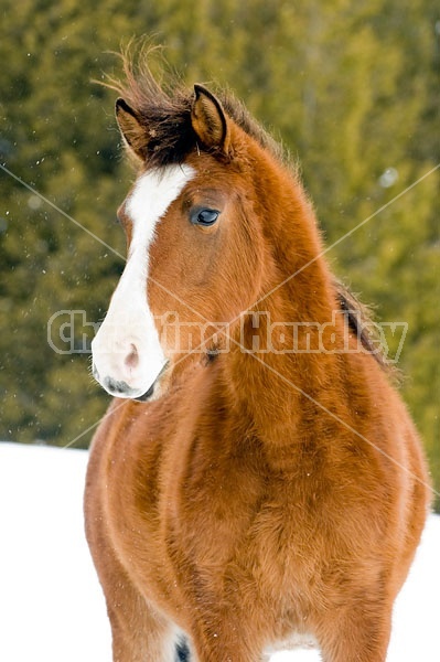 Young Bay Rocky Mountain Horse