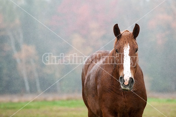 Belgian draft horse portrait