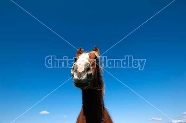 Belgian Horse Against Blue Sky