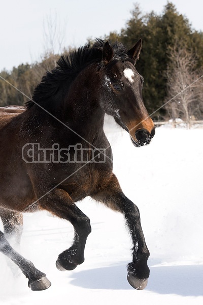 Dark bay horse galloping through deep snow