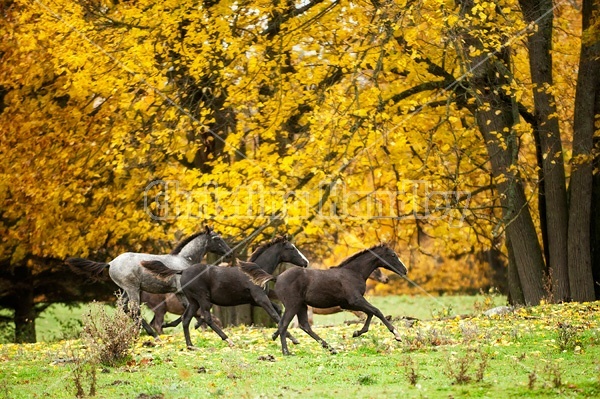 Rocky Mountain Horse foals