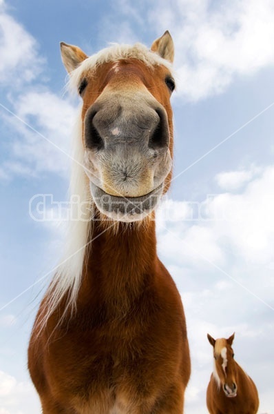 Belgian Horse Against Blue Sky