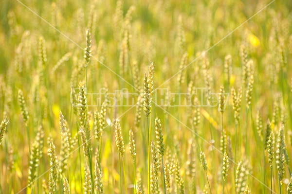 Field of wheat