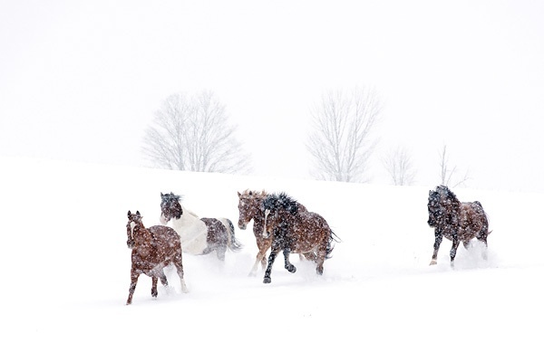 Herd of horses running through deep snow