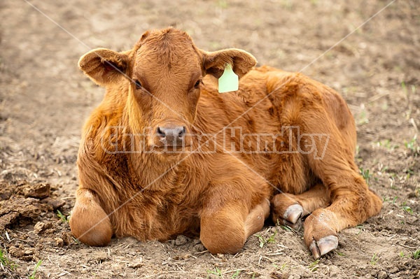 Beef Calf