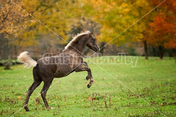 Rocky Mountain Horse foals