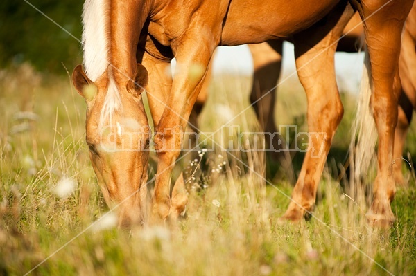 Palomino Quarter Horse