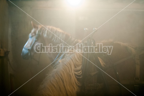 Belgian draft horse standing inside barn