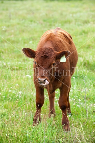 Beef Calf