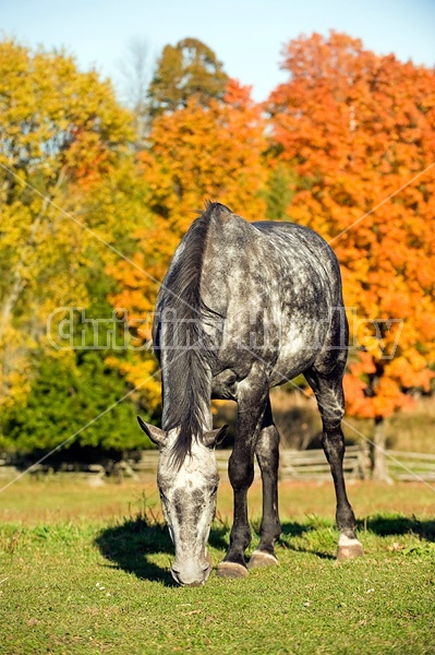 Dapple gray horse on autumn pasture