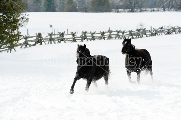 Herd of Rocky Mountain Horses Galloping in Snow