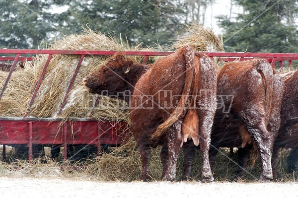 Beef Cows Standing at Feeder