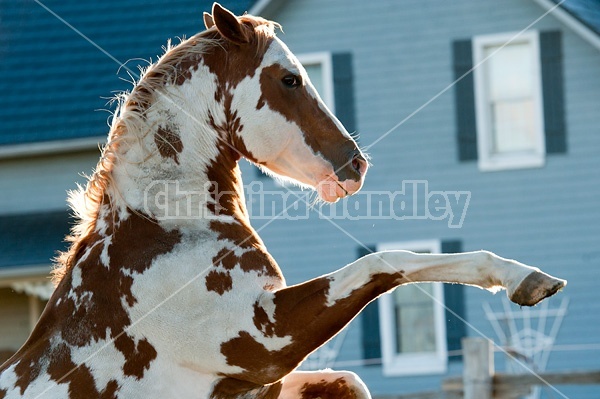 Paint stallion feeling frisky and playful