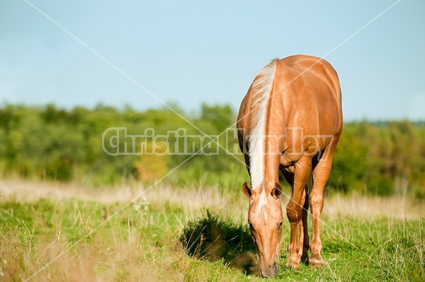 Palomino Quarter Horse