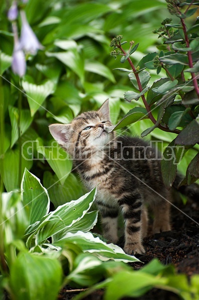 Young baby kitten in garden