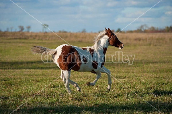 Young paint foal running through field.