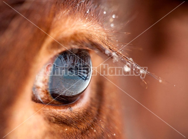 Closeup photo of cow eye