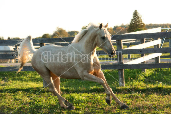 Palomino horse galloping around paddock