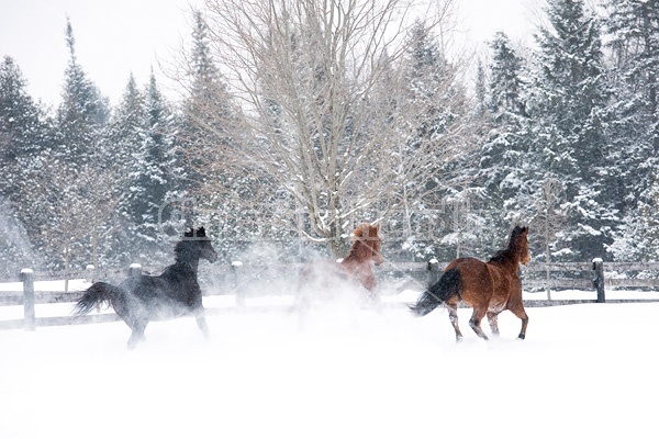 Three horses galloping through snow