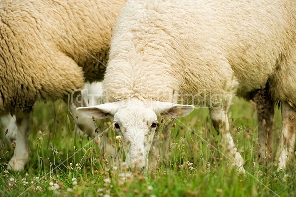 Sheep on summer pasture.