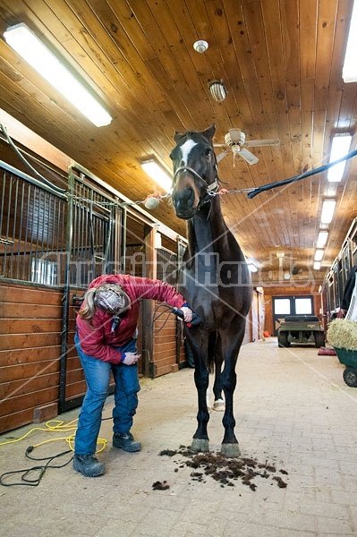 Woman clipping horse