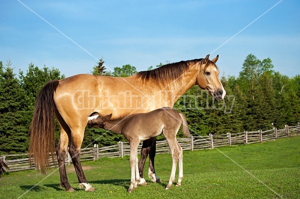 Rocky Mountain horse mare and foal