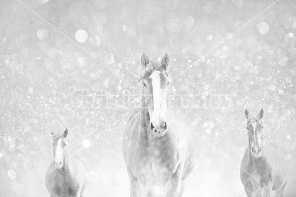 Three Belgian draft horses with orbs in the background