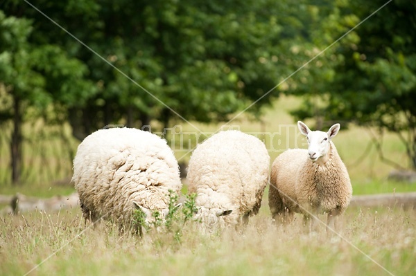 Sheep on summer pasture.