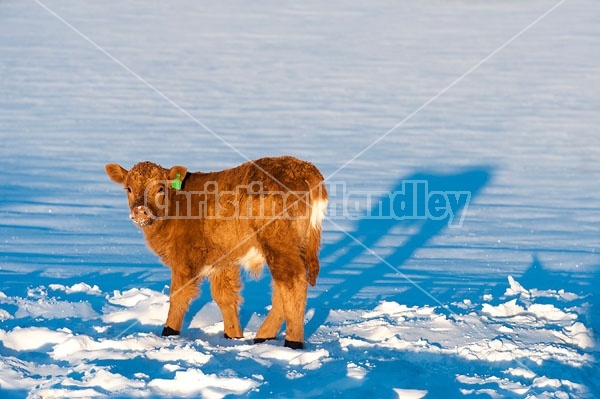 Baby Beef Calf