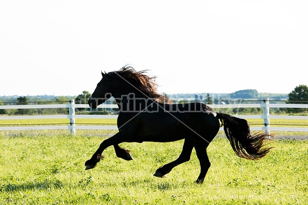 Friesian stallion