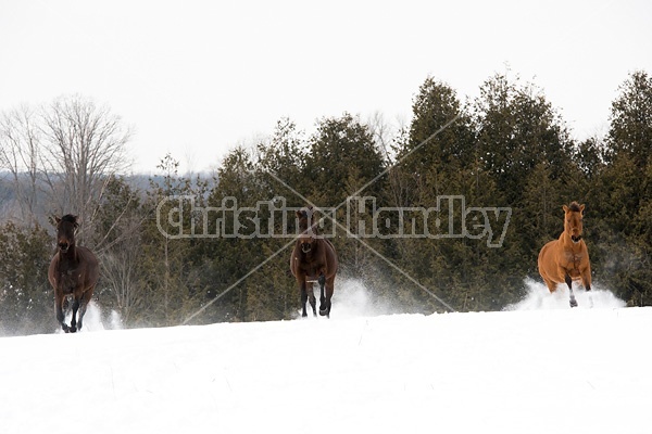 Horses running through deep snow