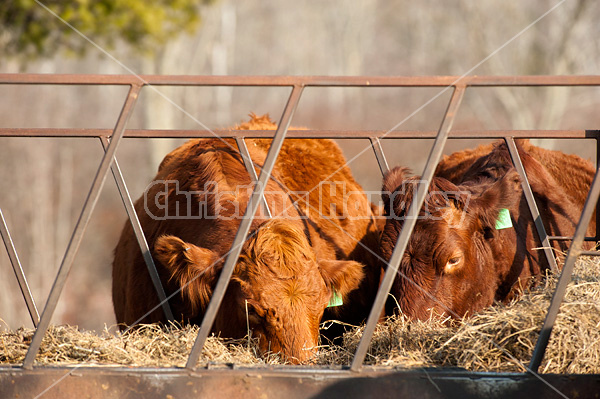 Beef cow eating hay out of feeder