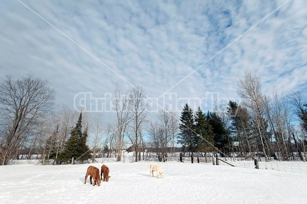 Young Beef calves in Snow