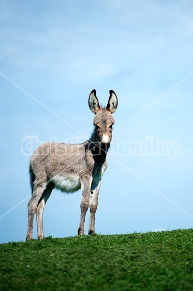 Portrait of a donkey