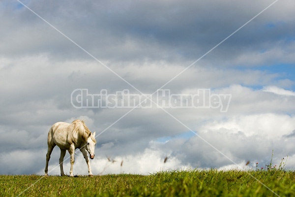 Grey horse on hilltop against big sky.