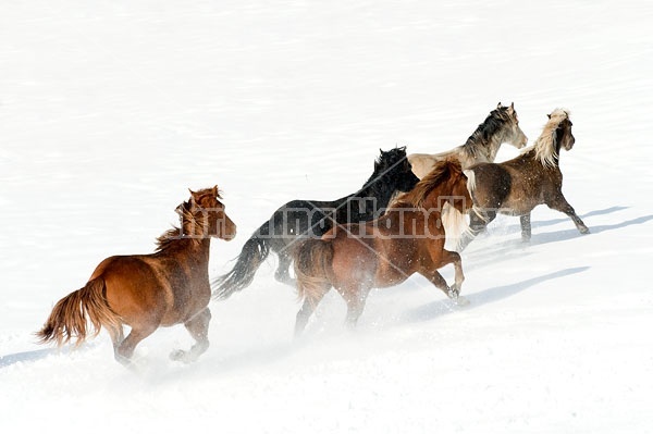 Herd of Rocky Mountain Horses Galloping in Snow