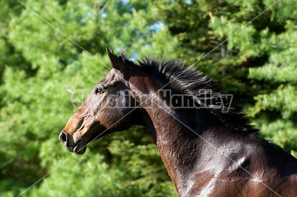 Bay Thoroughbred gelding