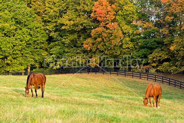 Two horses grazing on autumn pasture