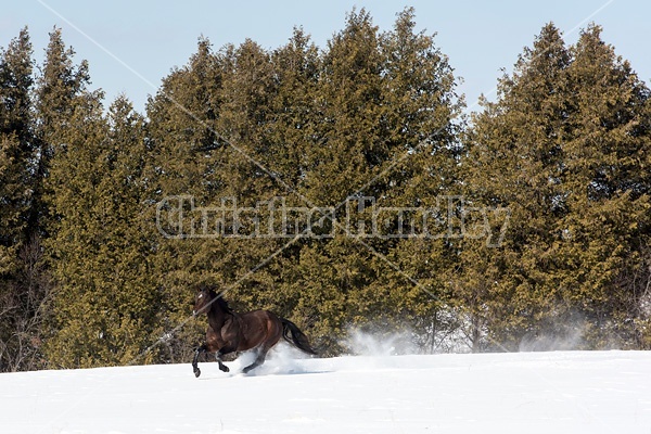 Quarter horse stallion running in deep snow