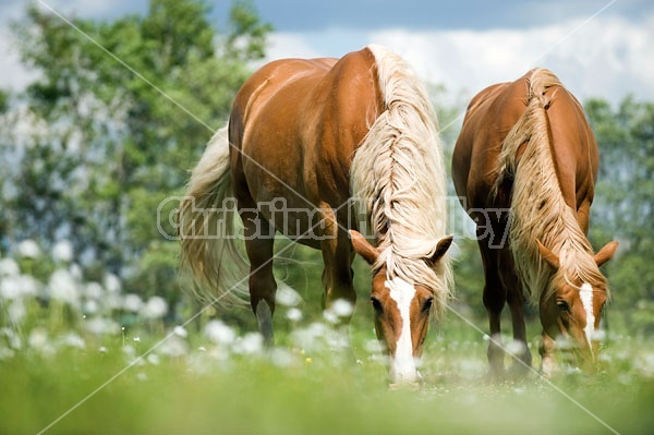 Two Horses Grazing in Summer Pasture