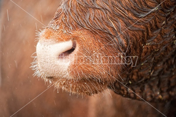 Closeup photo of cow nose