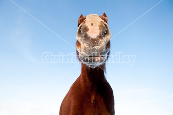 One horse photographed from a very low angle against a bright blue sky. 