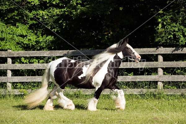 Gypsy horses