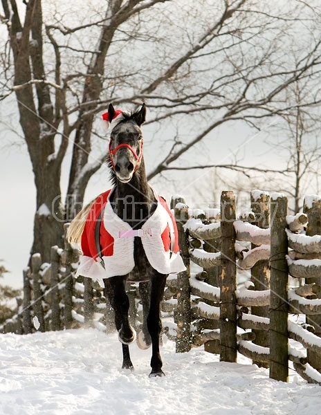 Gray horse wearing Santa Suit