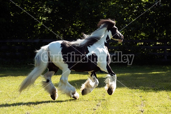 Gypsy horses