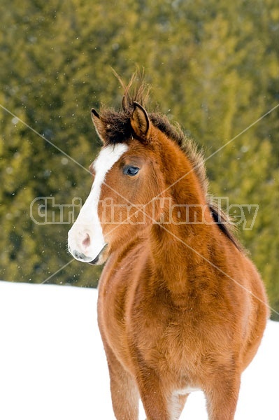 Young Bay Rocky Mountain Horse